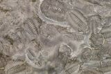 Ordovician Trilobite Mortality Plate (Pos/Neg) - Morocco #194177-2